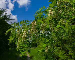 Wall Mural - Branches with flowers and green foliage of acacia.