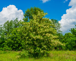 Wall Mural - Branches with flowers and green foliage of acacia tree.