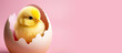 Gelbes Kücken, schlüpft, rosa Hintergrund 