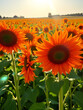 © Rachel - Sunflowers with vivid orange petals, glowing under the afternoon sun in a sprawling field, their heads turned toward the light
