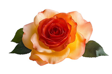 Wall Mural - Rose isolated on white background, full depth of field