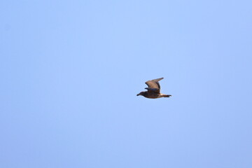 Poster - pacific gull