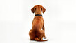 © Viktor - Adorable brown dog sitting in studio setting. Back view. Isolated against white background. Cute little dog with black collar. Ideal for pet adoption campaigns, dog breed publications, as stock