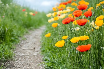 Wall Mural - A Colorful Poppy Meadow Path