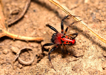 Wall Mural - beautiful spider stalking a possible prey