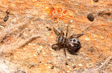 Wall Mural - small spider stalking a prey