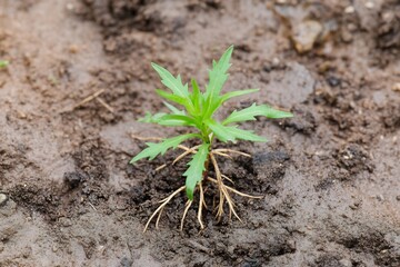 Wall Mural - Young plant seedling, garden soil, growth, roots, outdoors