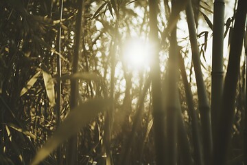 Wall Mural - Golden Sunlight Through Bamboo Forest