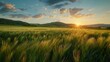 © MahmudulHassan - Sunset over green wheat field. Beautiful summer landscape