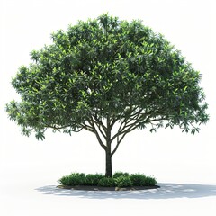 Wall Mural - Lush green tree, sunny day, white background, landscaping