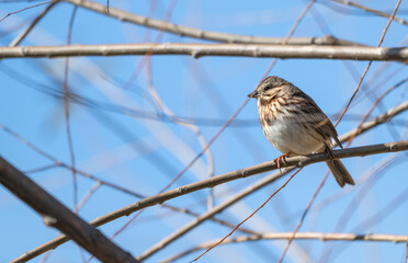 Wall Mural - Song sparrow perched in a tree.