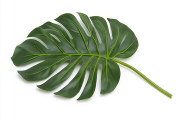 Poster - Single lush green monstera leaf isolated on white.