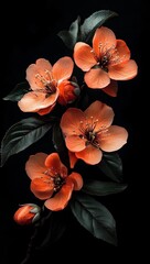 Wall Mural - Coral quince blossoms isolated on black background.