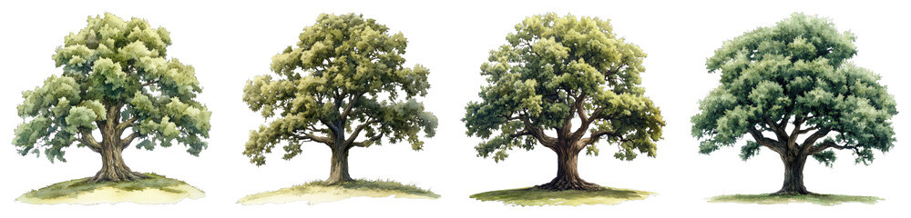 Canvas Print - Beautiful Watercolor Illustration of an Old Oak Tree in Four Seasons – Expansive and Detailed Scenic Artwork