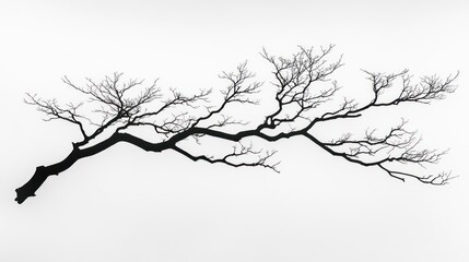 Winter bare tree branch silhouette, white background, nature design element