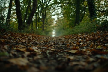 Wall Mural - Autumnal Path Through a Wooded Canopy