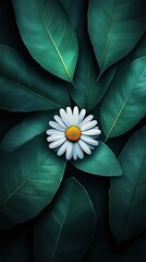 Wall Mural - Single Daisy Amidst Lush Green Leaves - Nature's Serenity and Beauty in Harmony