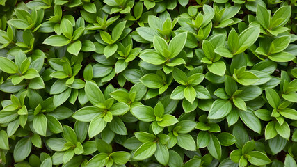 Wall Mural - Lush leaves of boxwood background pattern