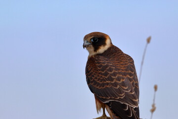 Sticker - australian hobby