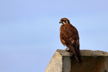 Sticker - brown falcon