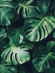 Wall Mural - Lush green monstera leaves in close up view creating a tropical jungle vibe with dark tones