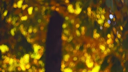 Wall Mural - calm video footage shot under crowns of autumn tree in defocus creating movement of round bokeh effe