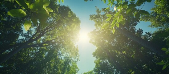 Poster - Sunlight filtering through lush green treetops with vibrant foliage against a clear blue sky Copy Space