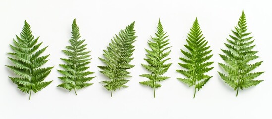 Aufkleber - Various green fern leaves arranged in a row on white background with Copy Space for text placement.