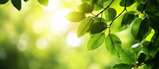 Poster - Green leaves illuminated by sunlight with a blurred background and copy space for text placement