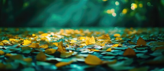 Poster - Autumn leaves on forest floor with sunlight filtering through trees creating a natural bokeh background Copy Space