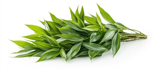 Aufkleber - Green Bamboo Leaves on White Background with Copy Space for Text or Design Elements