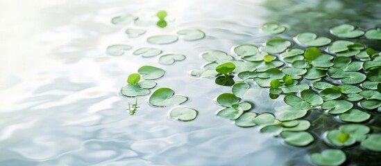 Aufkleber - Water surface with green lily pads and reflections in calm water with copy space for text