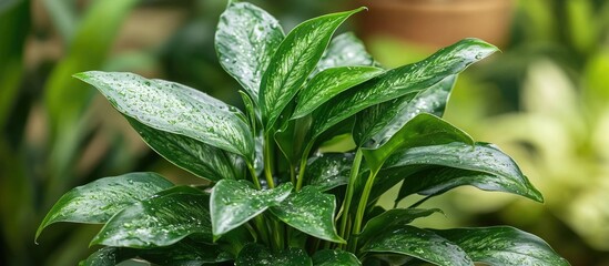 Poster - Tropical leafy plant with variegated green leaves in a close-up shot showcasing natural textures and details Copy Space