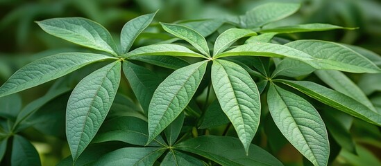 Poster - Green tropical plant leaves with detailed texture and pattern displaying natural vibrant color Copy Space