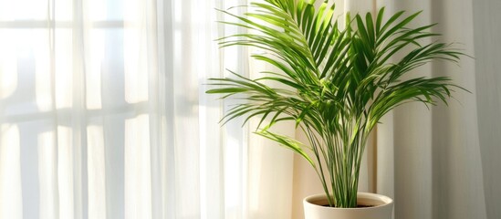 Aufkleber - Indoor potted palm plant next to sheer curtains with natural light creating soft shadows Copy Space