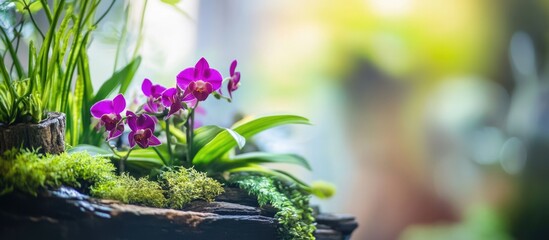 Aufkleber - Vibrant orchids and lush greenery in a natural setting with soft blurred background and copy space for text