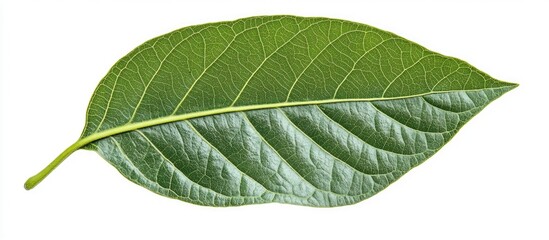 Poster - Green leaf with detailed veins and stem on a white background with ample copy space for text placement