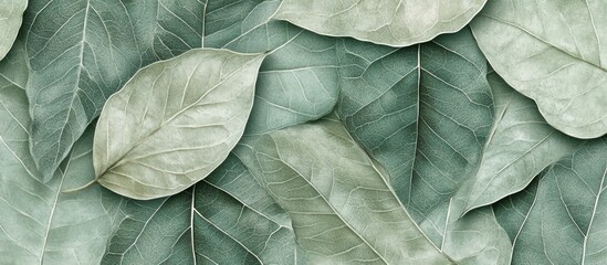 Green botanical leaves textured background with subtle variations and ample copy space