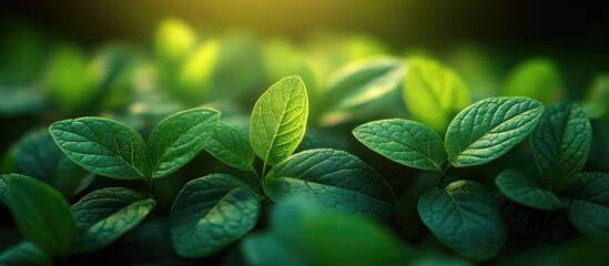 Aufkleber - Close-up of fresh green leaves with soft lighting and shallow depth of field Copy Space
