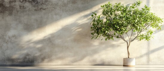 Aufkleber - Indoor potted tree near concrete wall with natural light and shadow Copy Space