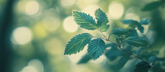 Aufkleber - Green leaves with bokeh background and soft focus creating a natural abstract effect Copy Space