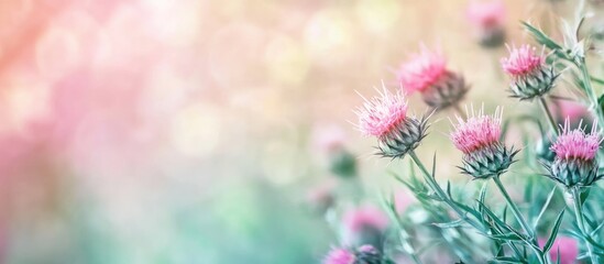 Leinwandbilder - Pink wildflowers with blurred pastel background and copy space for text. Soft focus floral image with bokeh effect.