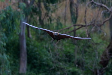 Wall Mural - flying fox