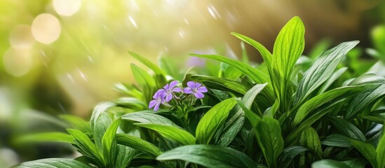 Poster - Lush green foliage with purple flowers in natural sunlight with soft bokeh background and ample Copy Space.