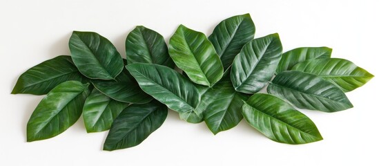 Fototapete - Green tropical leaves arranged on a white background with ample copy space for text or design elements.
