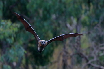 Wall Mural - flying fox