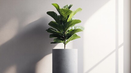 Poster - Fiddle leaf fig plant in modern concrete pot with natural sunlight and shadows Copy Space