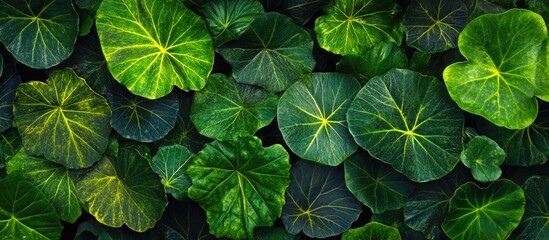 Aufkleber - Lush green botanical background with diverse leaf textures and colors featuring ample copy space for text insertion