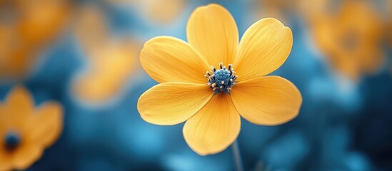 Poster - Yellow flower in a blurred blue background with copy space for text