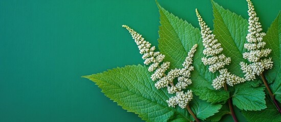 Aufkleber - Green background with floral arrangement featuring white flower spikes and large green leaves with Copy Space